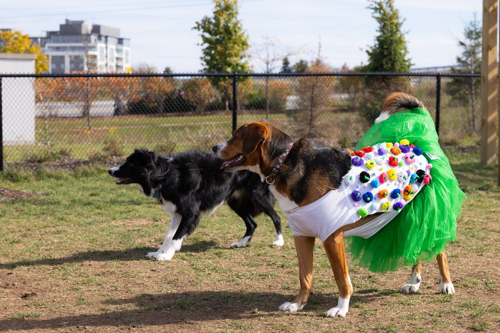 33485 2025 Hallowoof Cundles Duckworth Barrie ON 174 1024x683