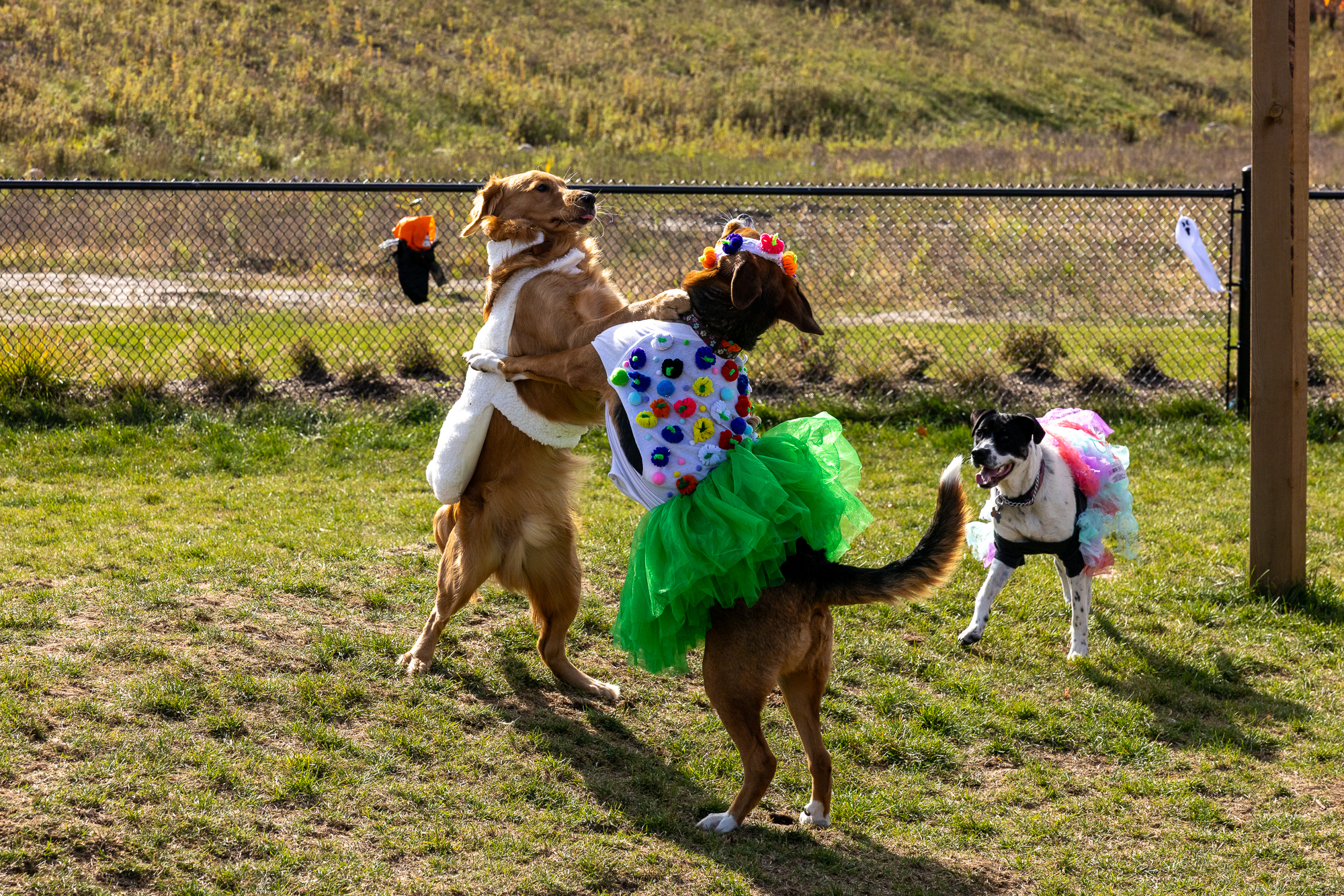 33485 2025 Hallowoof Cundles Duckworth Barrie ON 53